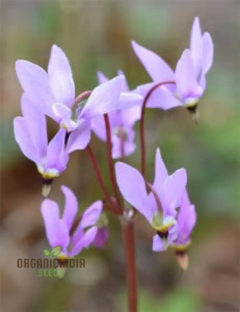 Dodecatheon Species Mixed Flower Seeds A Kaleidoscope Of Wildflower Beauty