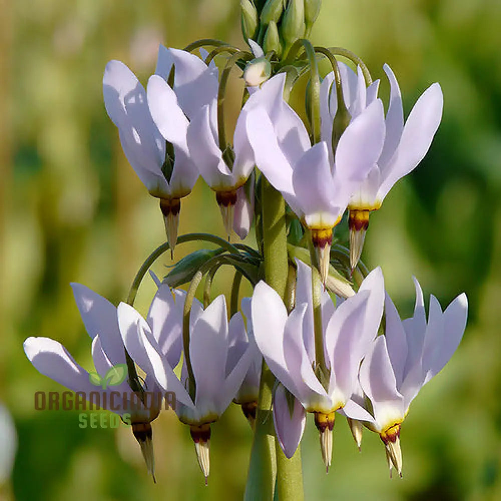 Dodecatheon Species Mixed Flower Seeds A Kaleidoscope Of Wildflower Beauty