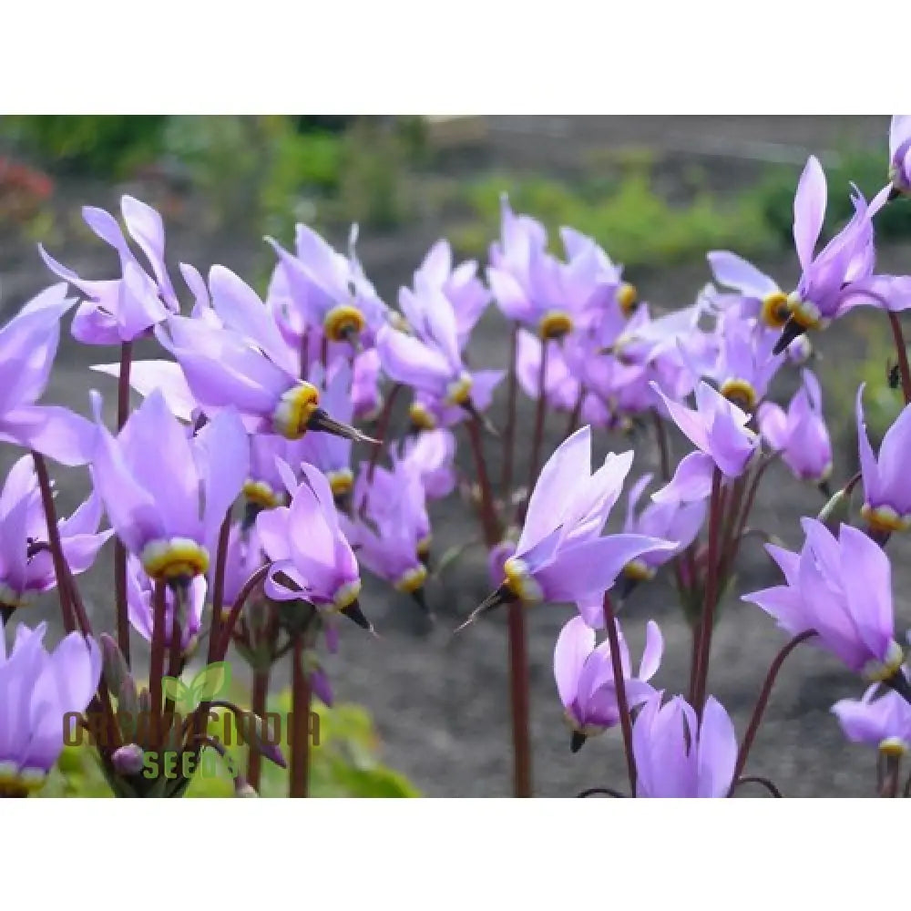 Dodecatheon Species Mixed Flower Seeds A Kaleidoscope Of Wildflower Beauty