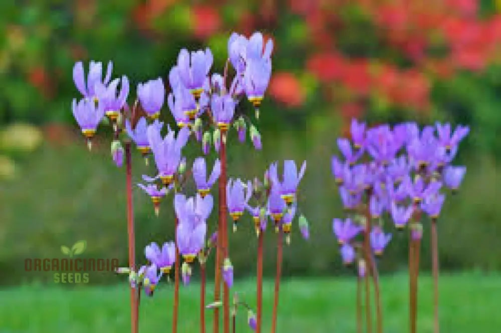 Dodecatheon Species Mixed Flower Seeds A Kaleidoscope Of Wildflower Beauty