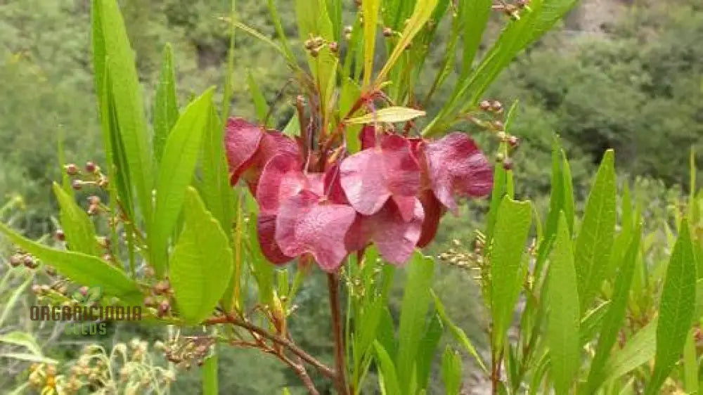 Dodonaea Viscosa Flower Seeds For Planting Enhancing Landscapes With Vibrant Foliage