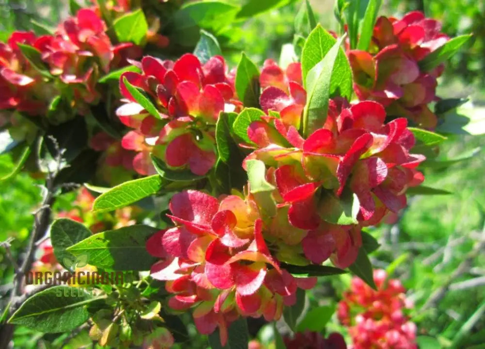 Dodonaea Viscosa Flower Seeds For Planting Enhancing Landscapes With Vibrant Foliage