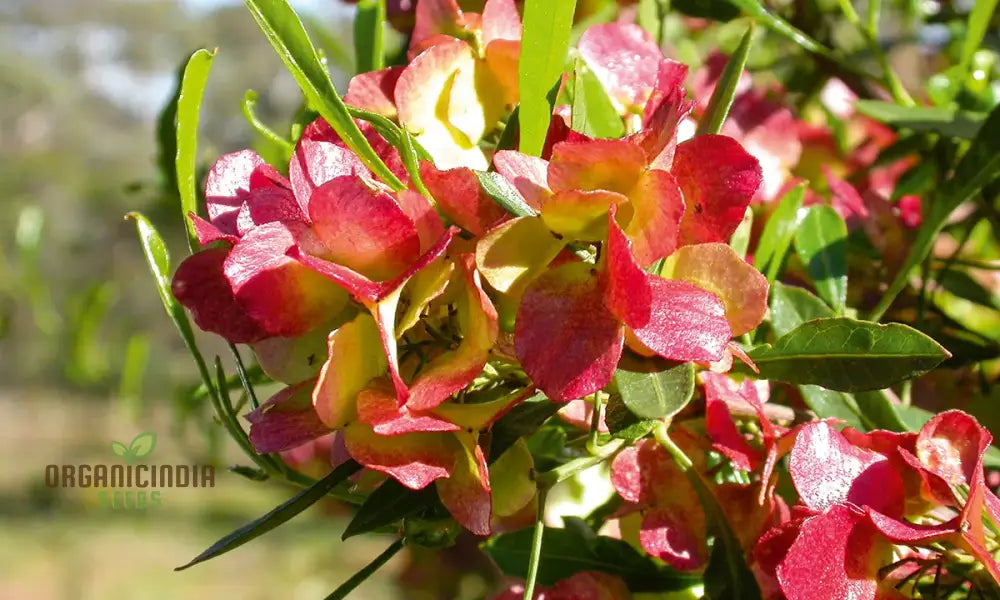 Dodonaea Viscosa Flower Seeds For Planting Enhancing Landscapes With Vibrant Foliage