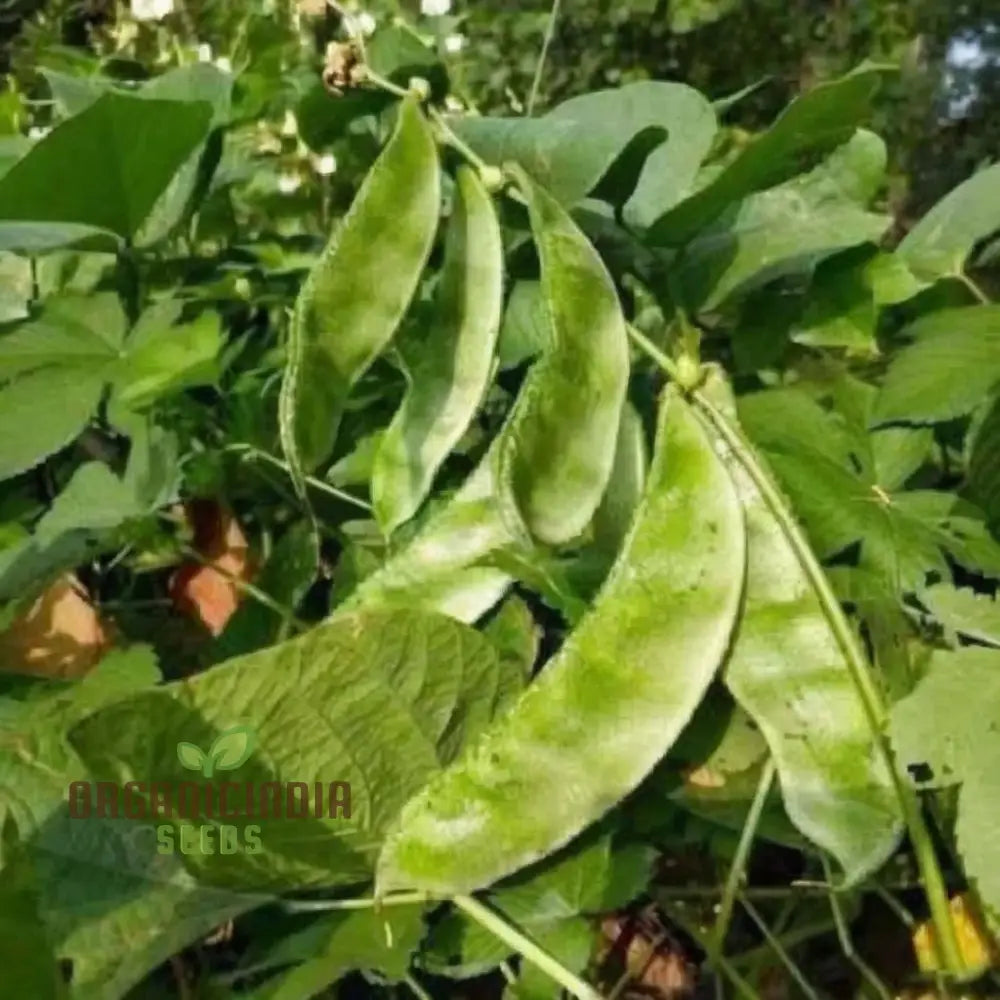 Dolichos Bush Vegetable Seeds Fast-Growing Nutrient-Rich Ideal For Home Gardens