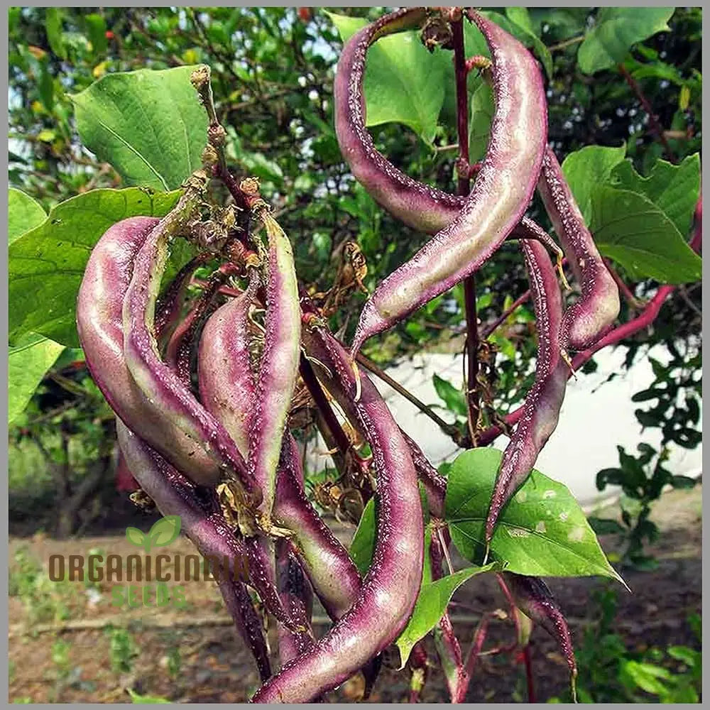 Dolichos Violet Green Seeds - Exquisite Vine For Planting In Your Garden