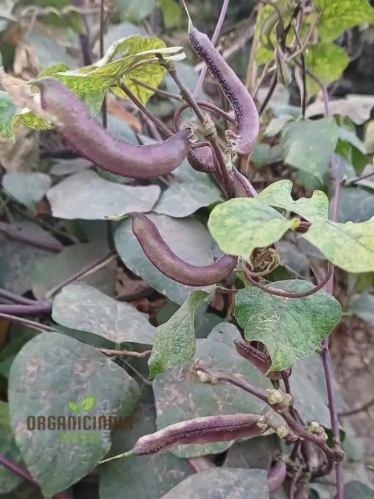 Dolichos Violet Green Seeds - Exquisite Vine For Planting In Your Garden