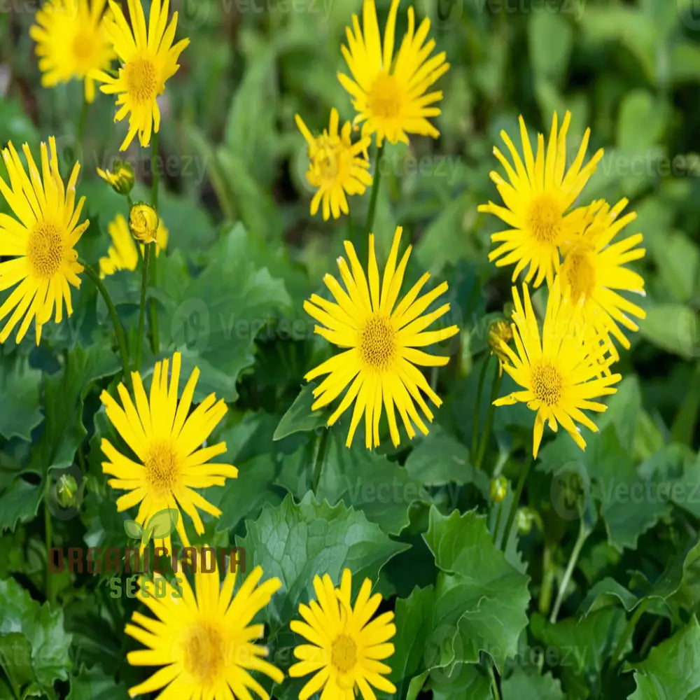 Doronicum Flower Seeds – Elevate Your Gardening Experience With Radiant Long-Lasting Flowers Seeds