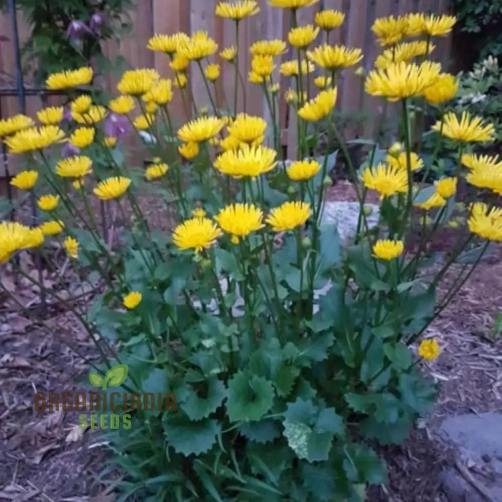 Doronicum Flower Seeds – Elevate Your Gardening Experience With Radiant Long-Lasting Flowers Seeds