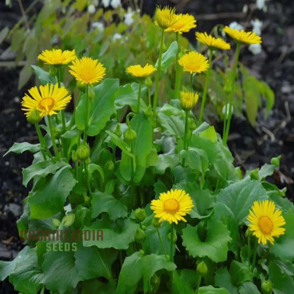 Doronicum Flower Seeds – Elevate Your Gardening Experience With Radiant Long-Lasting Flowers Seeds