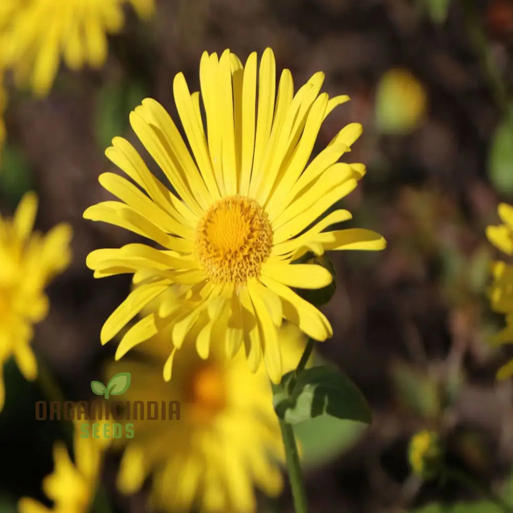 Doronicum Flower Seeds â€“ Elevate Your Gardening Experience With Radiant Long-Lasting Flowers Seeds