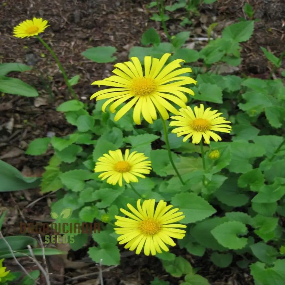 Doronicum Flower Seeds – Elevate Your Gardening Experience With Radiant Long-Lasting Flowers Seeds