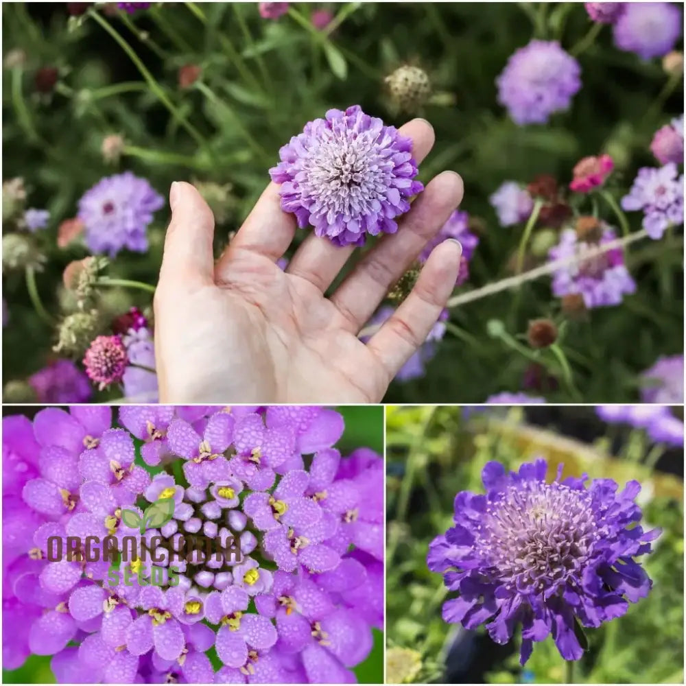 Double Lavender Blue Pincushion Scabiosa Seeds – Cultivate Beauty And Charm In Your Garden With