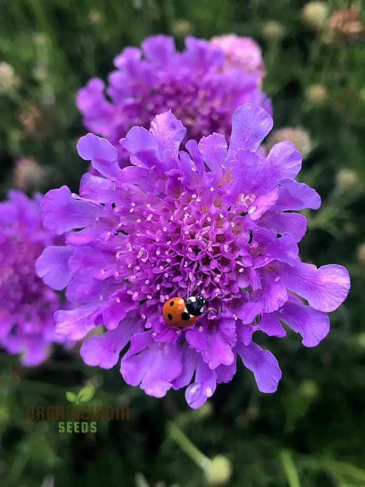 Double Lavender Blue Pincushion Scabiosa Seeds – Cultivate Beauty And Charm In Your Garden With