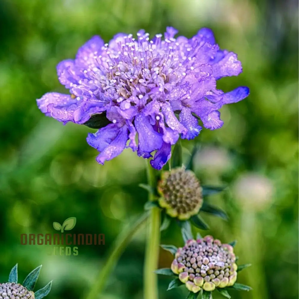 Double Lavender Blue Pincushion Scabiosa Seeds – Cultivate Beauty And Charm In Your Garden With