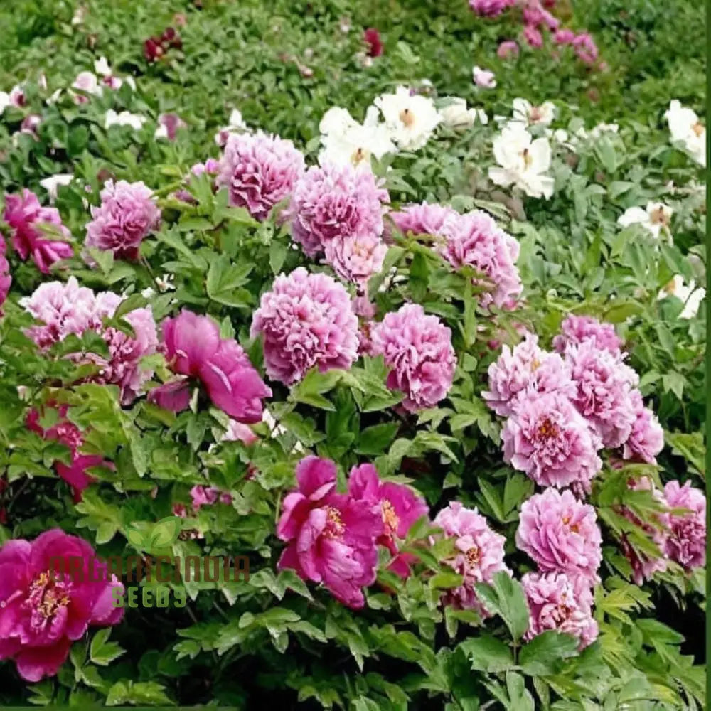 Double Peony Flower Seeds For Your Gardening Delight: Elevate Garden With Lush Blooms Perennials