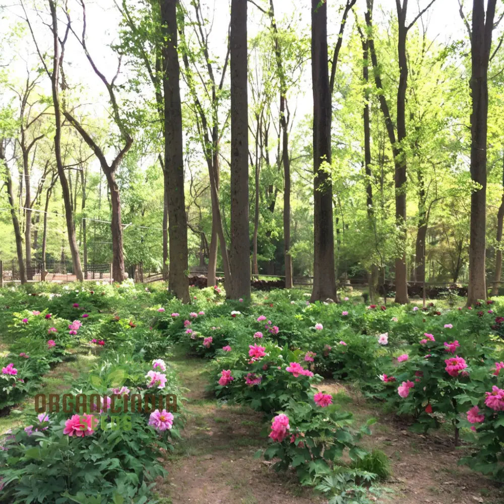 Double Peony Flower Seeds For Your Gardening Delight: Elevate Garden With Lush Blooms Perennials