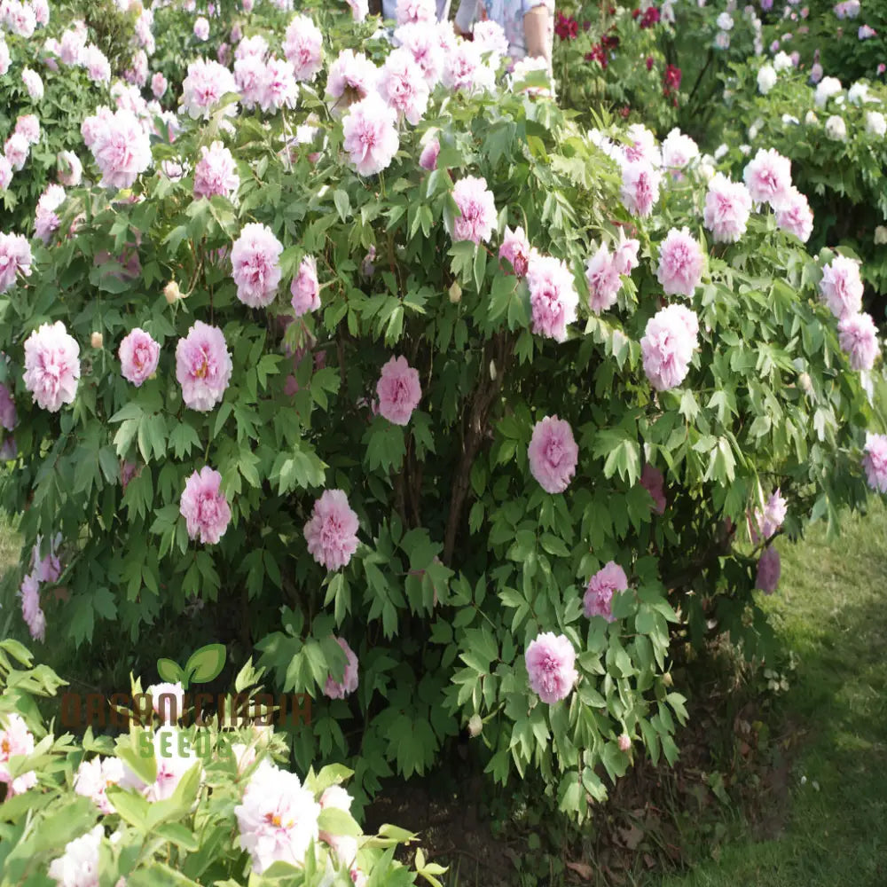 Double Peony Flower Seeds For Your Gardening Delight: Elevate Garden With Lush Blooms Perennials