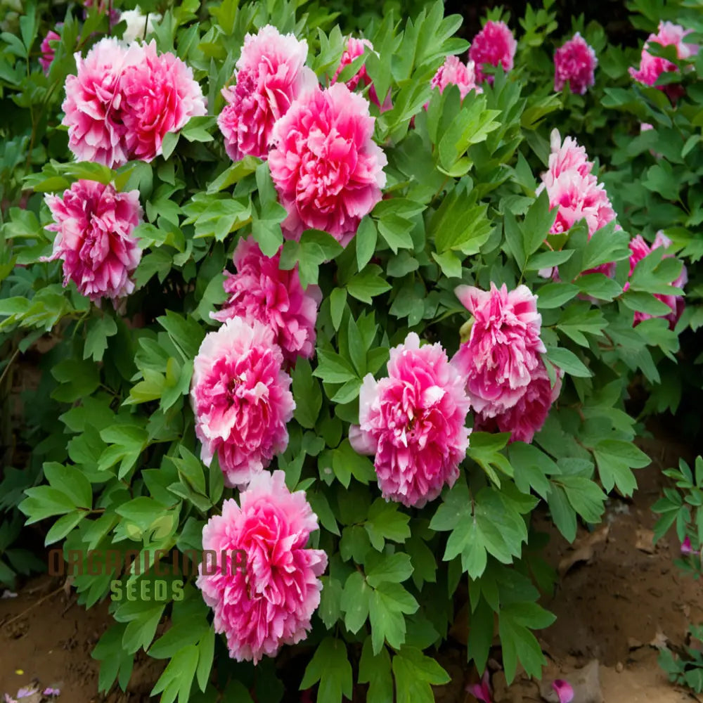 Double Peony Flower Seeds For Your Gardening Delight: Elevate Garden With Lush Blooms Perennials