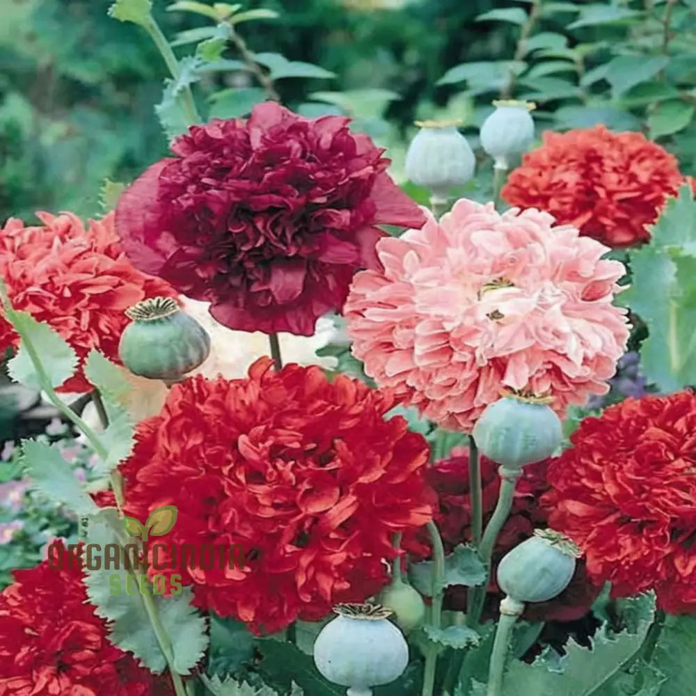 Double Peony Flower Seeds For Your Gardening Delight: Elevate Garden With Lush Blooms Perennials