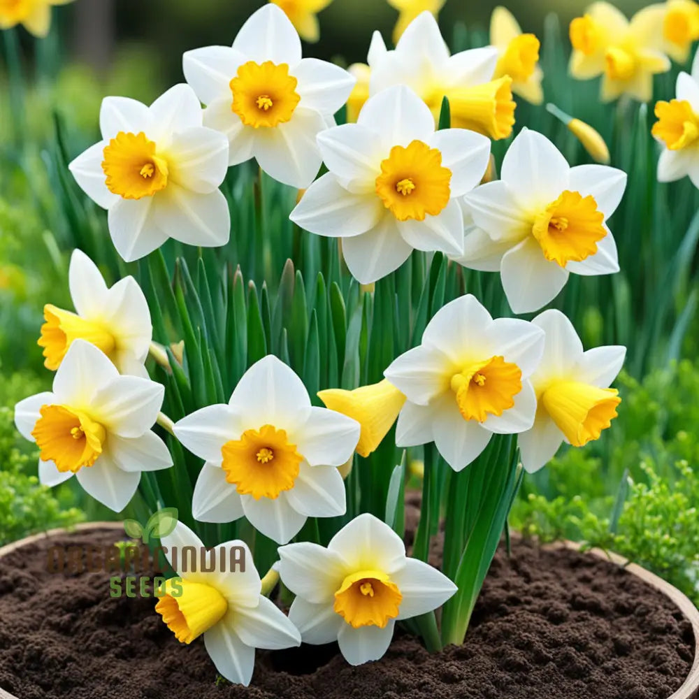 Double Petals Narcissus Daffodil Flower Seeds Plant Your Own Stunning Blooms Perennials