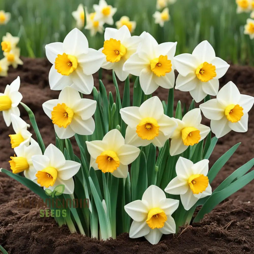 Double Petals Narcissus Daffodil Flower Seeds Plant Your Own Stunning Blooms Perennials