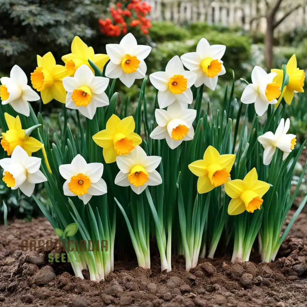 Double Petals Narcissus Daffodil Flower Seeds Plant Your Own Stunning Blooms Perennials