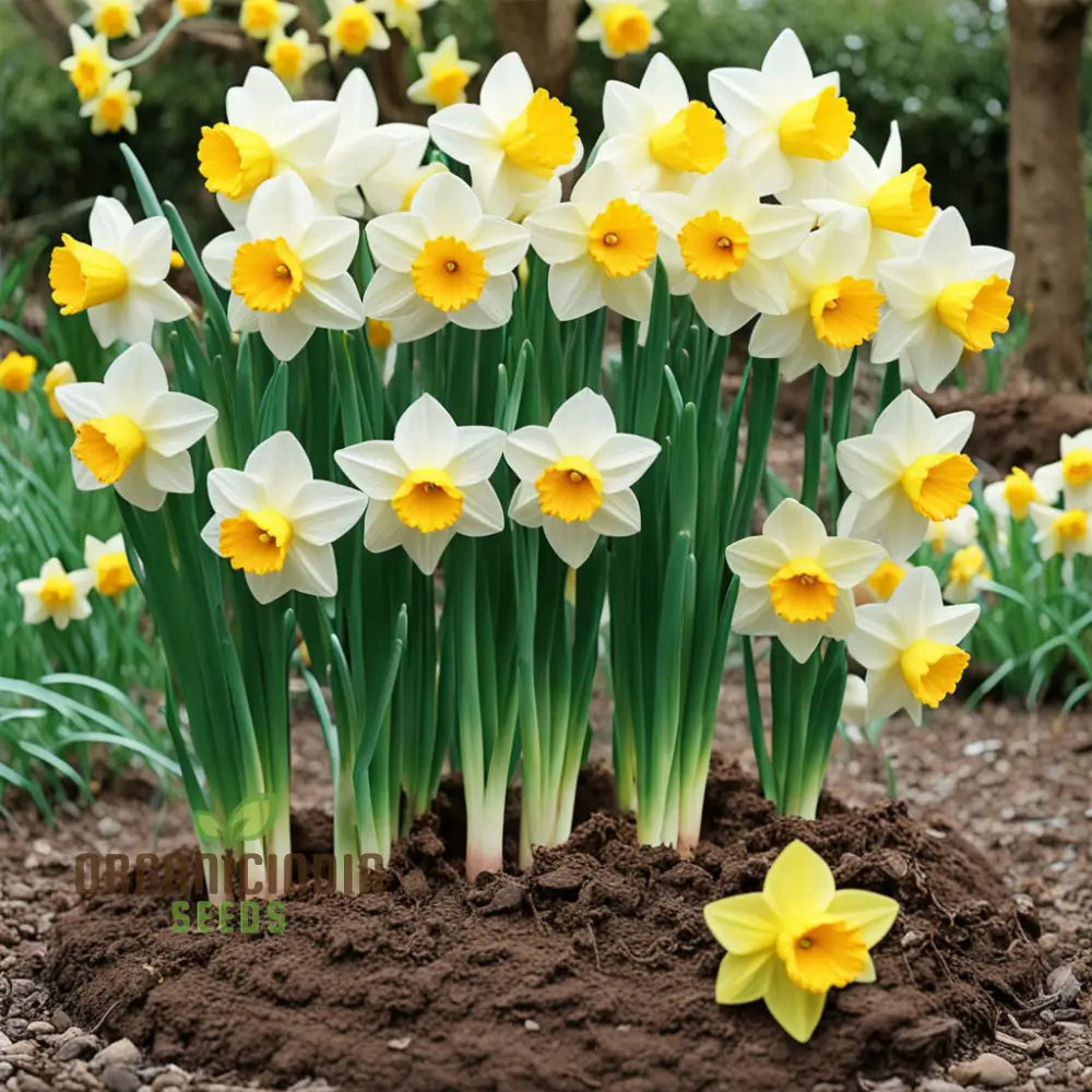 Double Petals Narcissus Daffodil Flower Seeds Plant Your Own Stunning Blooms Perennials