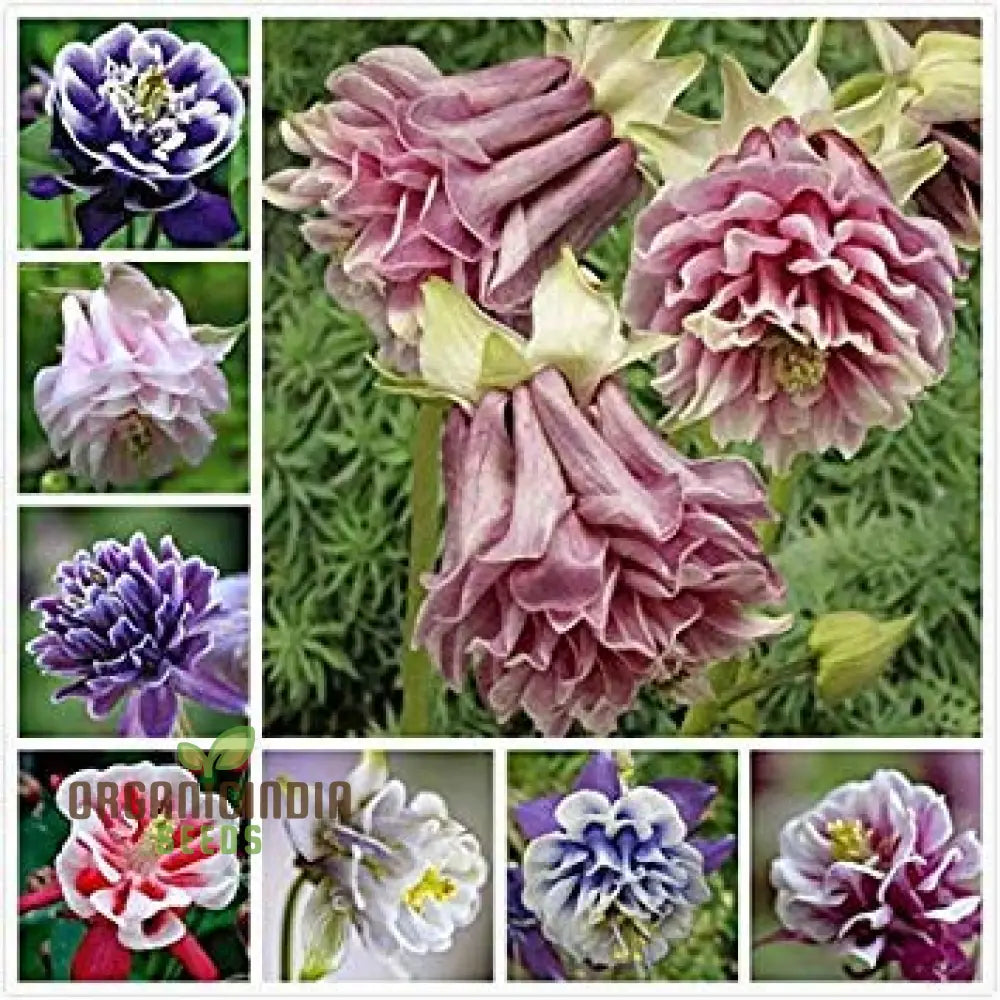 Double Petunia Flower Seeds Planting - 100 Pcs Seeds