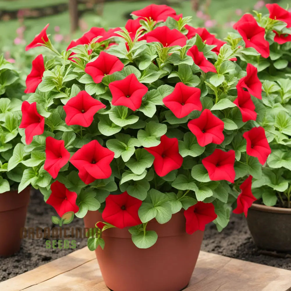 Double Wave Red Petunia Flower Seeds Add Vibrant Color To Your Garden Annuals