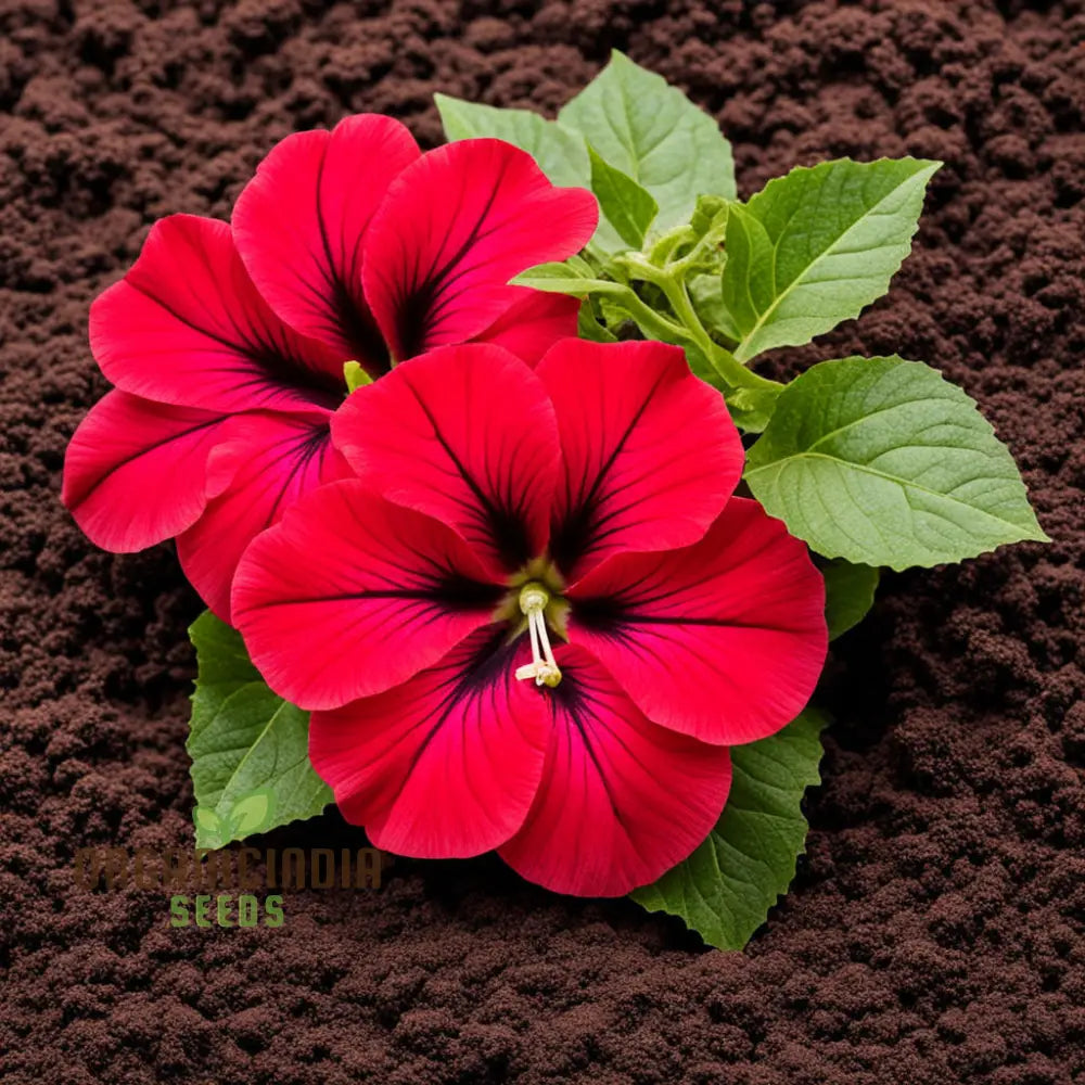 Double Wave Red Petunia Flower Seeds Add Vibrant Color To Your Garden Annuals