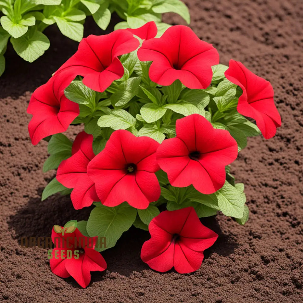 Double Wave Red Petunia Flower Seeds Add Vibrant Color To Your Garden Annuals