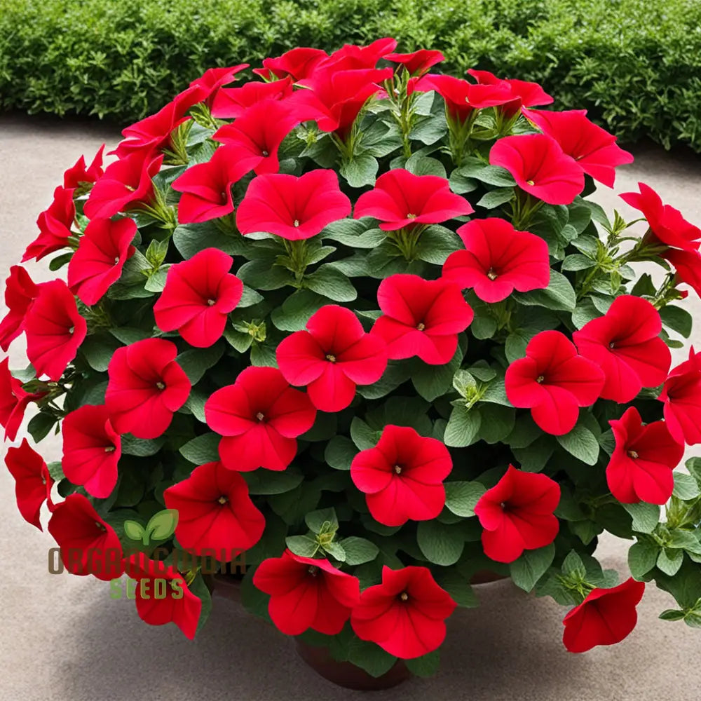 Double Wave Red Petunia Flower Seeds Add Vibrant Color To Your Garden Annuals