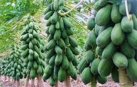 Red Lady 786 Papaya Seeds for Planting – High-Yield, Sweet Tropical Fruit