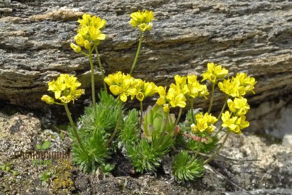 Draba Aizoides Flower Seeds For Planting A Touch Of Alpine Splendor