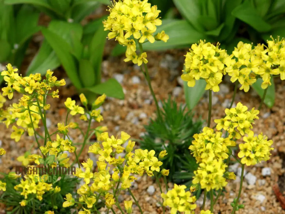 Draba Aizoides Flower Seeds For Planting A Touch Of Alpine Splendor