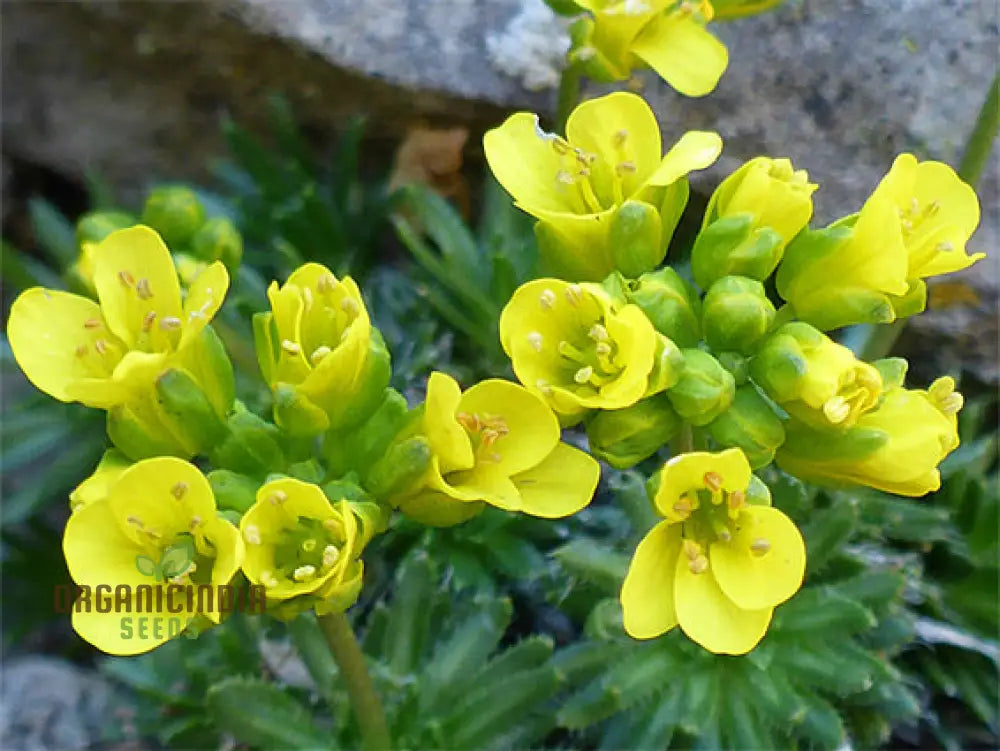 Draba Aizoides Flower Seeds For Planting A Touch Of Alpine Splendor