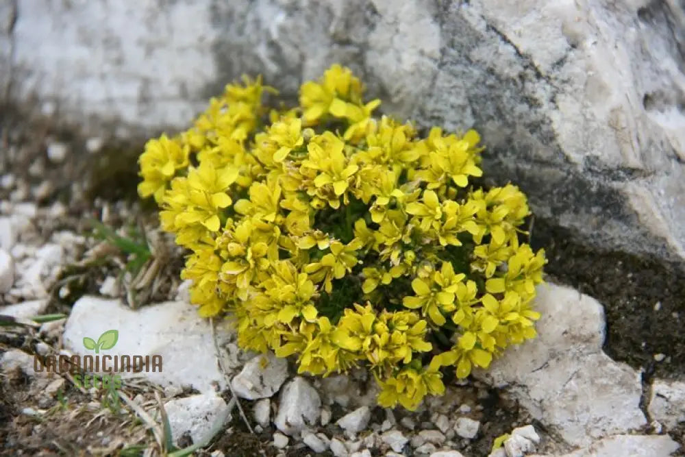 Draba Aizoides Flower Seeds For Planting A Touch Of Alpine Splendor