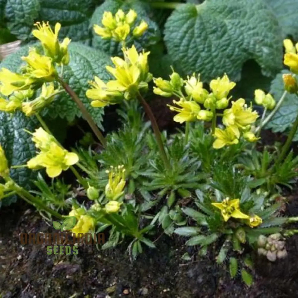 Draba Aizoides Flower Seeds For Planting A Touch Of Alpine Splendor