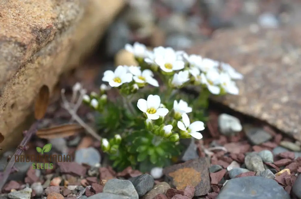 Draba Dedeania Flower Seeds For Planting Delicate Blooms For Alpine Gardens