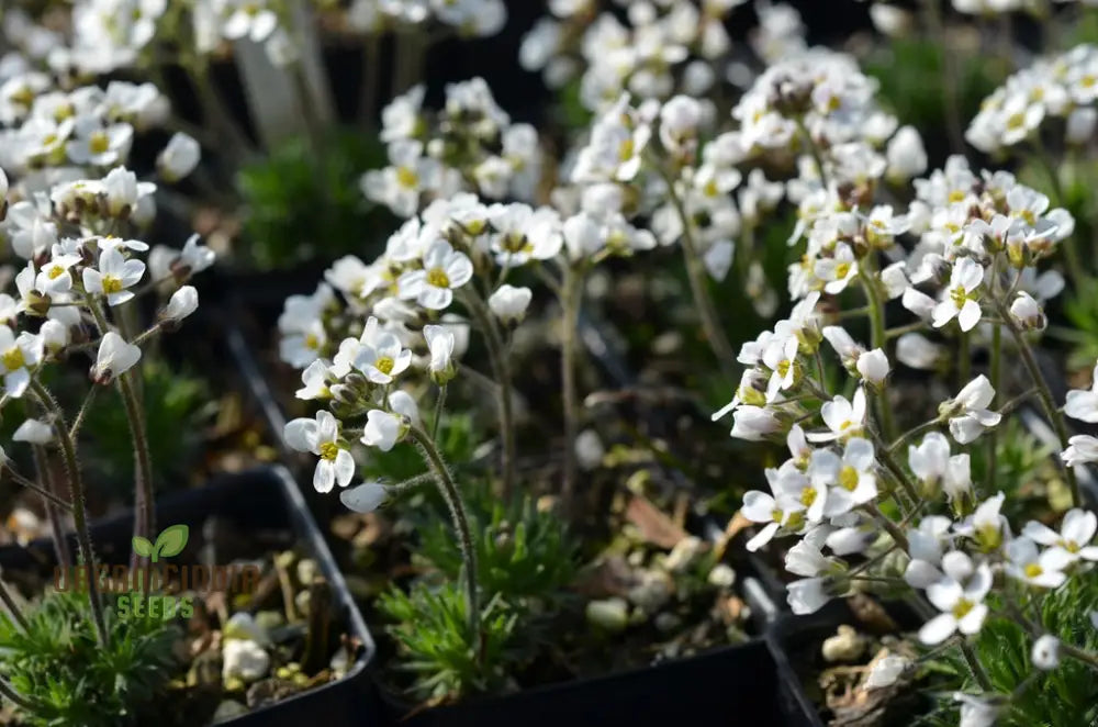 Draba Dedeania Flower Seeds For Planting Delicate Blooms For Alpine Gardens