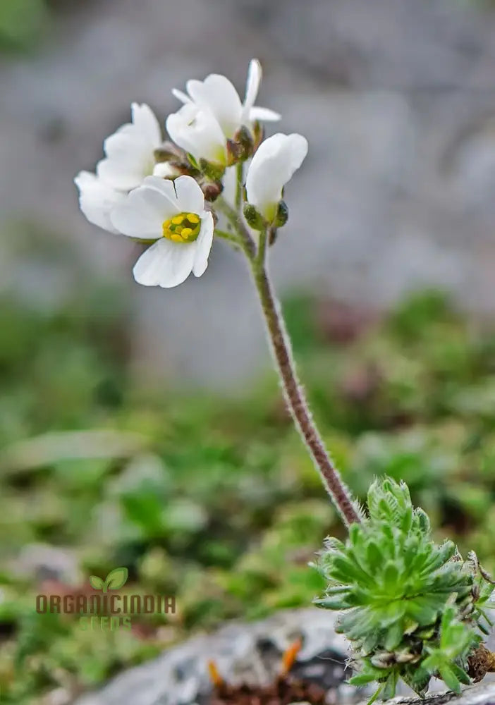 Draba Dedeania Flower Seeds For Planting Delicate Blooms For Alpine Gardens