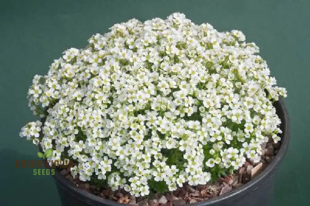 Draba Dedeania Flower Seeds For Planting Delicate Blooms For Alpine Gardens