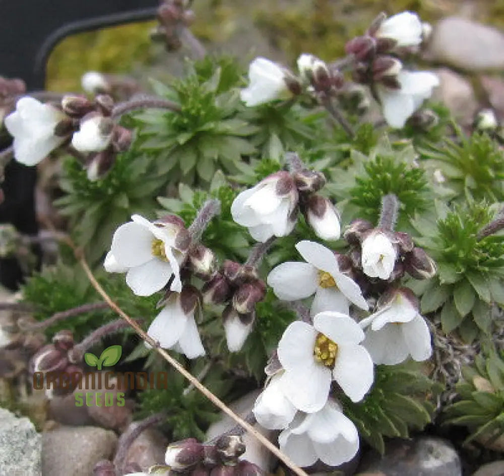 Draba Dedeania Flower Seeds For Planting Delicate Blooms For Alpine Gardens