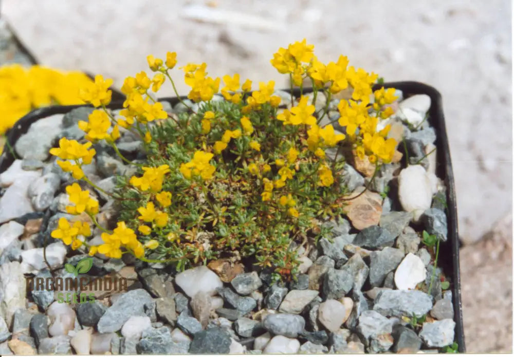 Draba Incerta Flower Seeds For Planting Cultivating Subtle Alpine Beauty