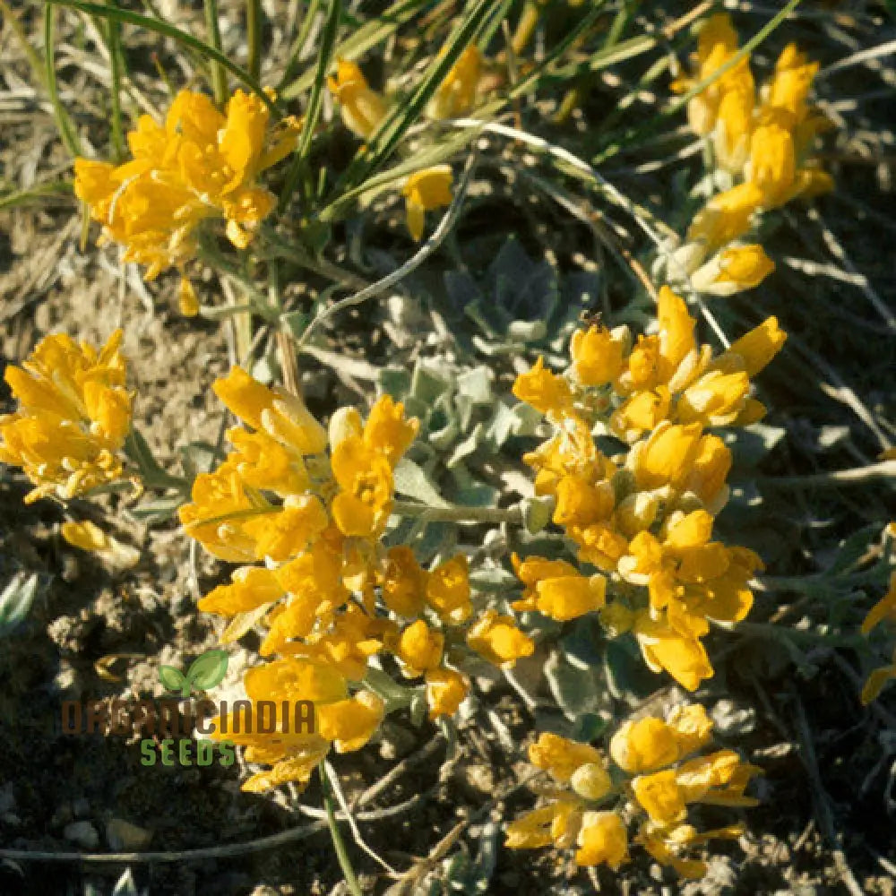 Draba Incerta Flower Seeds For Planting Cultivating Subtle Alpine Beauty