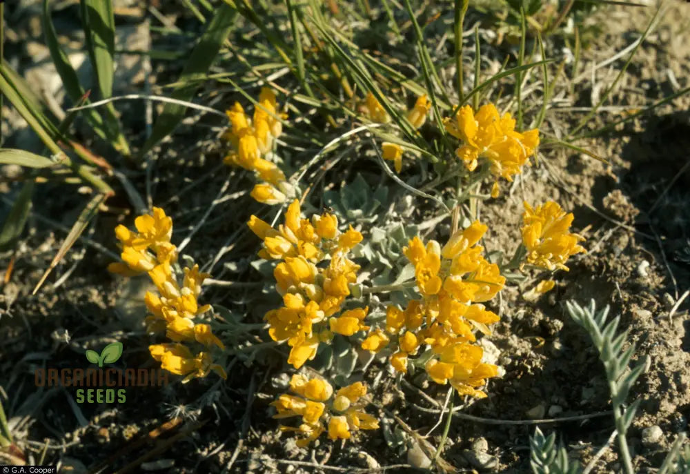 Draba Incerta Flower Seeds For Planting Cultivating Subtle Alpine Beauty