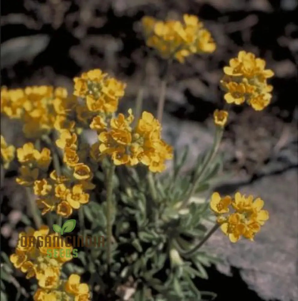 Draba Incerta Flower Seeds For Planting Cultivating Subtle Alpine Beauty