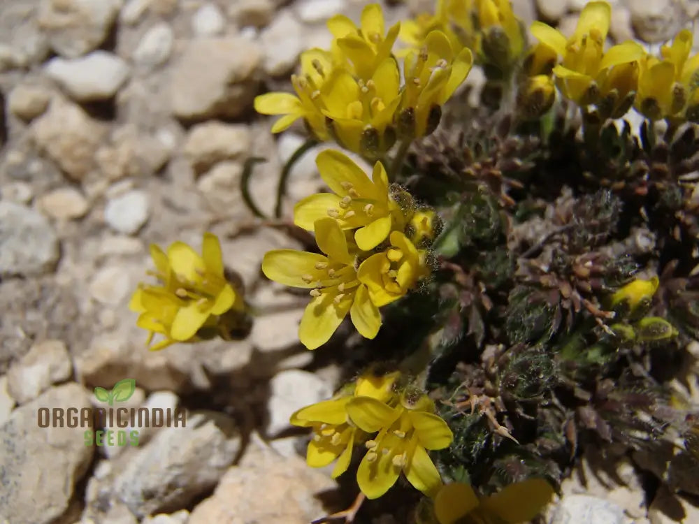 Draba Incerta Flower Seeds For Planting Cultivating Subtle Alpine Beauty