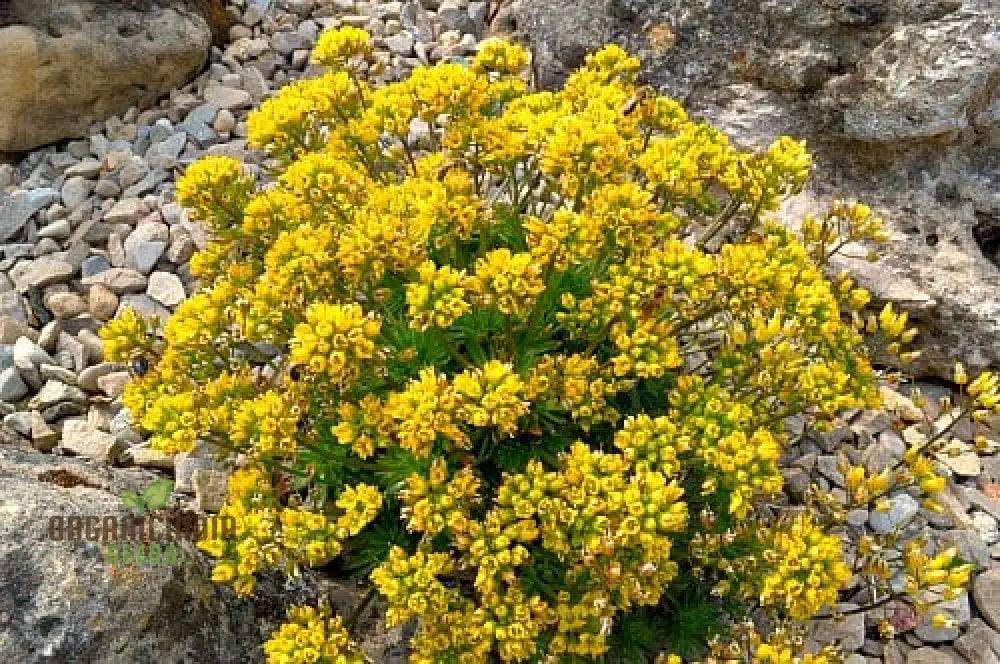 Draba Korabensis Flower Seeds For Planting Rare Alpine Elegance For Your Garden