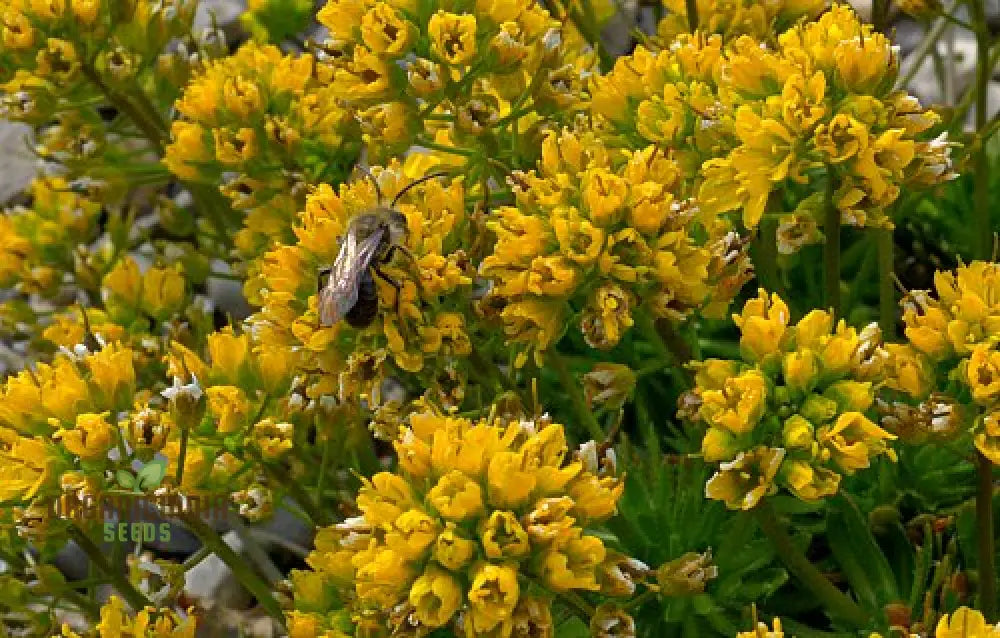 Draba Korabensis Flower Seeds For Planting Rare Alpine Elegance For Your Garden